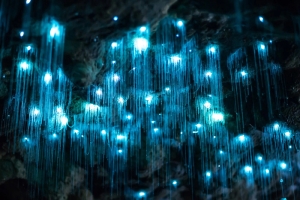 Discover New Zealand